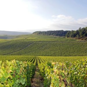 vinhas Domaine du chardonnay